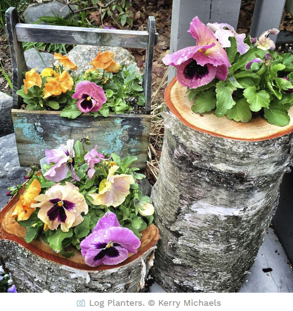 Choosing+Plants+for+Garden+Pots